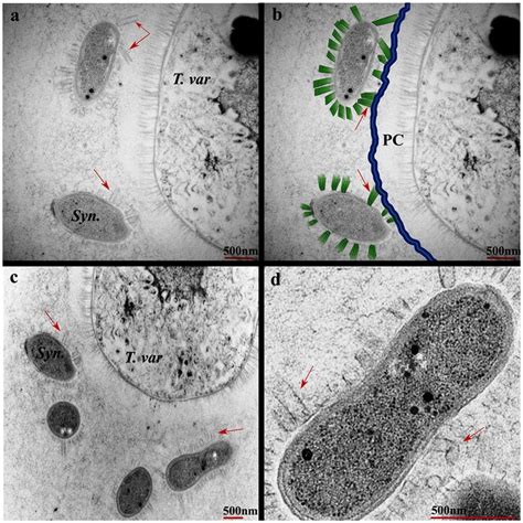 Interaction Between Cells Of T Variabilis And Synechocystis Sp The