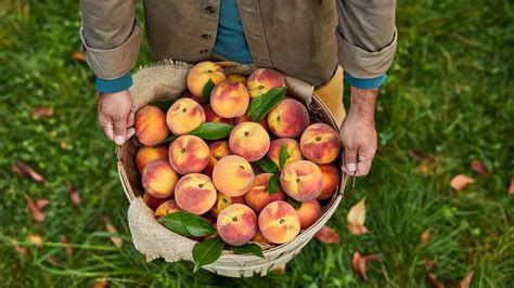 Types Of Peaches Guide To Peaches The Table By Harry David