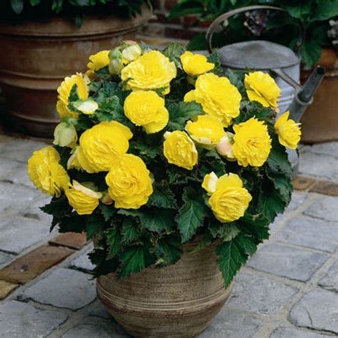 Yellow Double Begonia