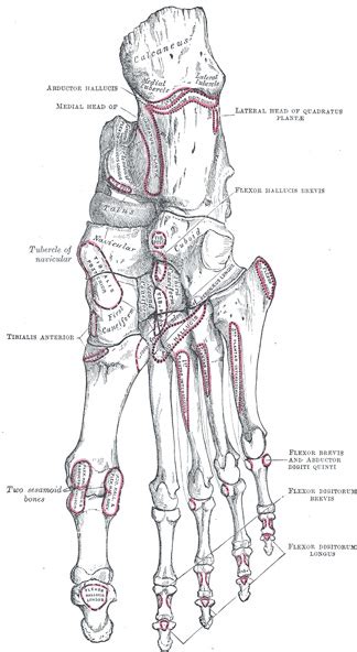 Anatomia Caracteristicile Morfo Functionale Ale Osului