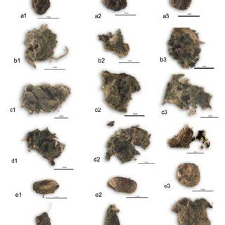 Mycoparasitism Of Three Trichoderma Strains On Sclerotinia Minor Sm