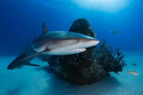 Sering Dikira Mamalia Laut Hiu Sebenarnya Termasuk Ikan Apa