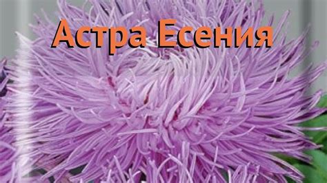 Астра обыкновенная Есения (eseniya) 🌿 астра Есения обзор: как сажать ...