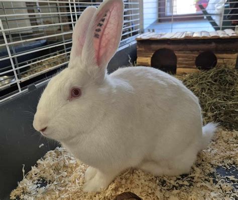 Adoption De Dalida Ind Finie Lapin Nain B Lier R Gion Grand Est