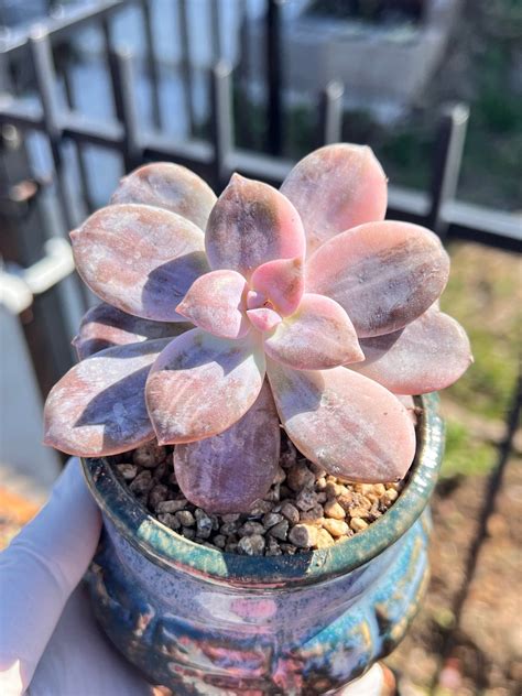 Imported Rare Graptopetalum Pentandrum Superbum Variegated Etsy