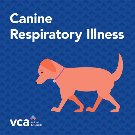 VCA Madera Pet Hospital | Corte Madera CA