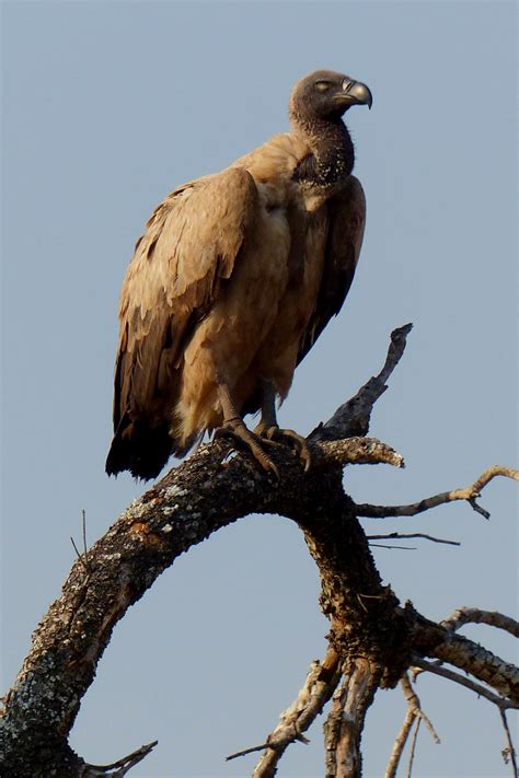 Vautour Qui Attend Son Tour Parmi Dautres Rapaces Oiseaux Animaux