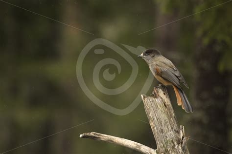 Siberian Jay in the woods - Nature Stock Photo Agency