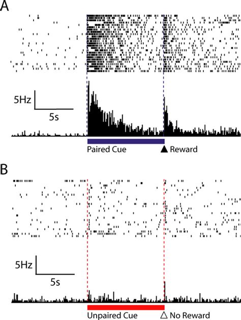 A Single NAc Neuron Showing A Characteristic Increase In Firing Rate