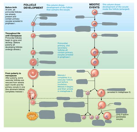 Gametogenesis Pt Diagram Quizlet