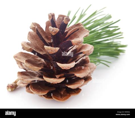 Pinecone Isolated Over White Background Stock Photo Alamy