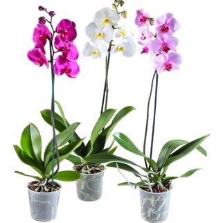 Orhideja phalaenopsis 1 kom Kaufland Akcija Njuškalo katalozi