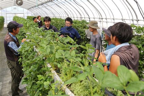 イチゴ無病苗確認 今後の生育注視を