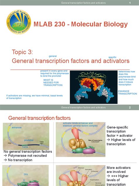 General Transcription Factors and Activators | PDF | Promoter (Genetics ...