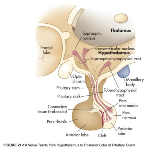 Patho Exam Hypothalamic Pituitary System Structure Function And