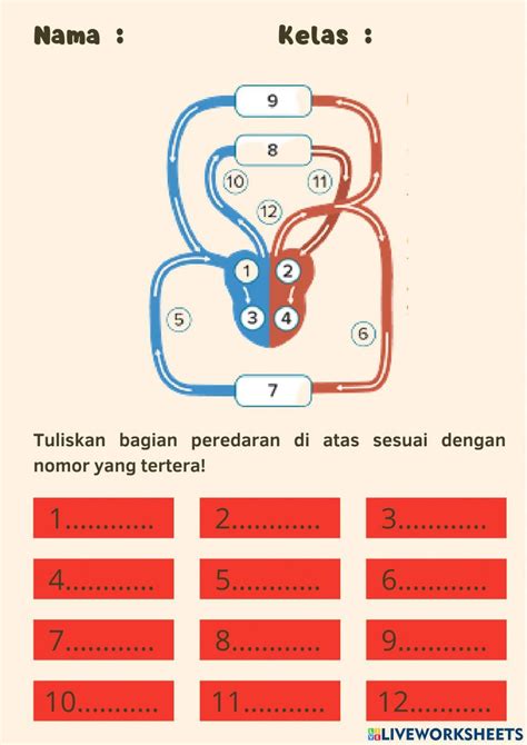 Peredaran Darah 3059 Fna Zulfa Live Worksheets