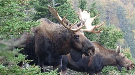 Moose Hunting In Ontario