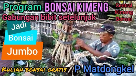 PROGRAM BONSAI KIMENG Dari Gabungan Bibit Setelunjuk Jadi Bonsai