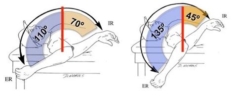 Exercises For Throwers — Whole Body Health Physical Therapy Portland