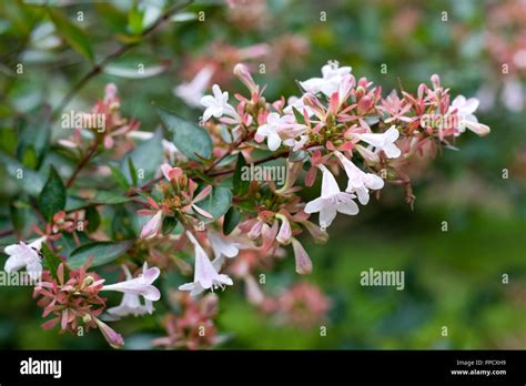 Abelia grandiflora hi-res stock photography and images - Alamy