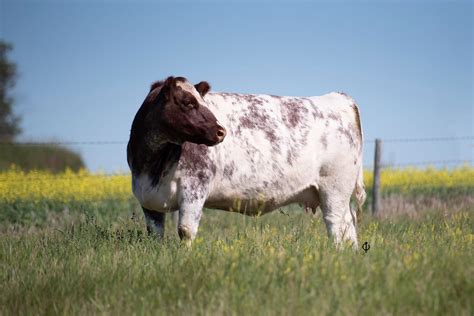 Forms & Resources | Canadian Shorthorn