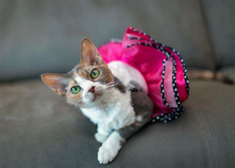 11 Great Ideas For Dress Up Your Pet Day — That Cat Blog