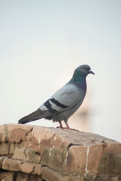 Cuál es el pájaro que anuncia la muerte Descubre la respuesta aquí