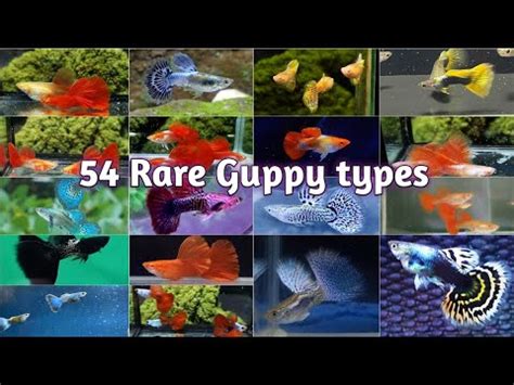 All Varieties Of Guppy Fish New Strains Of Guppy 54 Rare Types Of