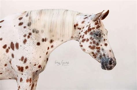 Pin by Lara on Pferde fotografie | Appaloosa horses, Pretty horses ...