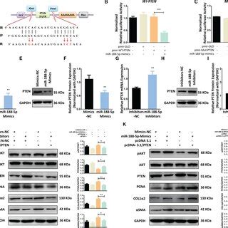 MiR1885p Regulates The Activation And Proliferation Of LX2 Cells