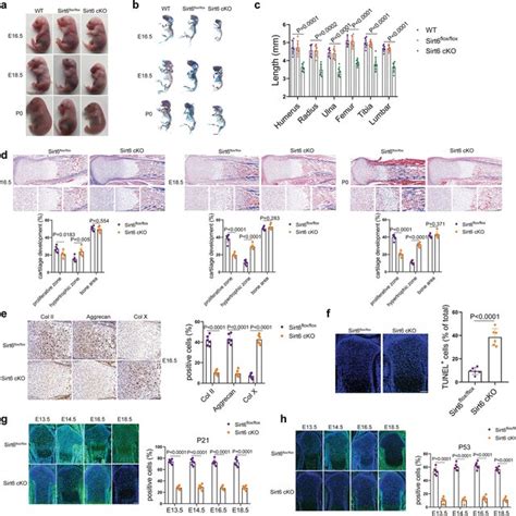 Pdf Sirt Attenuates Chondrocyte Senescence And Osteoarthritis