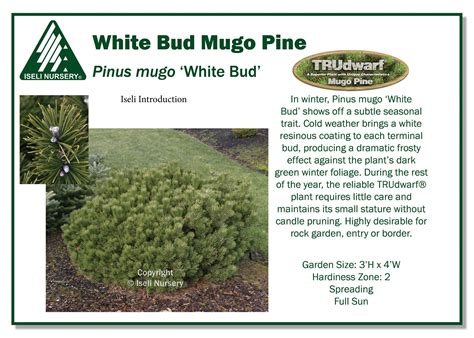 Pinus Mugo ‘white Bud Iseli Nursery