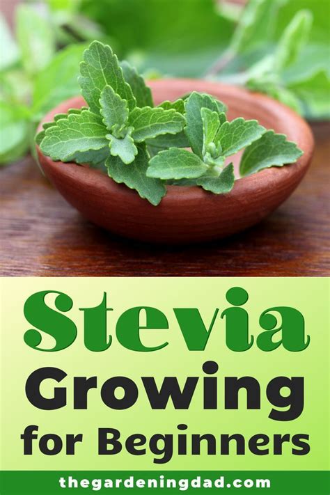 Stevia How To Grow It And Extract The Sweetener Artofit