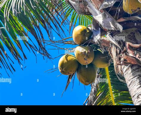 Tropical Natural Mexican Palm Tree With Coconuts And Blue Sky