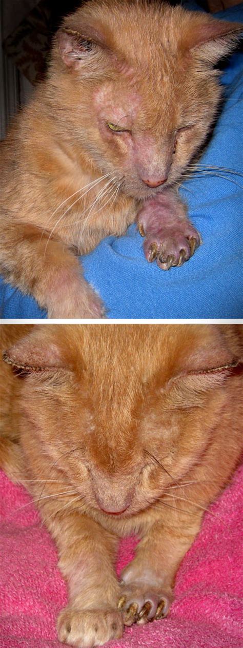 Ringworm In Cats Percys Case Cornell Mushroom Blog