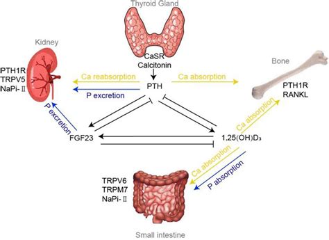 Frontiers Disorders Of Calcium And Phosphorus Metabolism And The