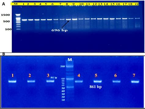 Showed The Gel Electrophoresis Results Of The Conventional PCR Products