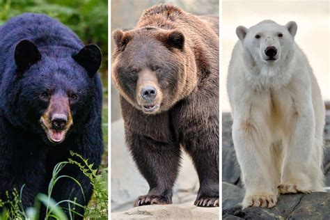 3 Tipos De Osos en América Del Norte fotos 2024