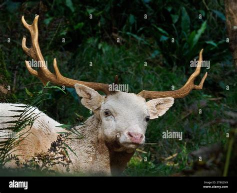 White Fallow Deer Stag Dama Dama Sheltering In Dense Woodland In