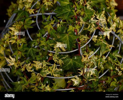 Close Up Of The Perennial Evergreen Climbing Garden Plant Hedera Helix