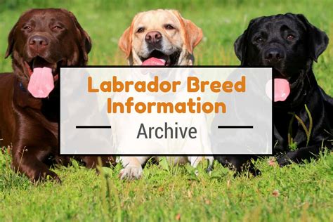 Labrador Breed Information Facts Figures Trivia