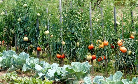 Tomate Semer Et Cultiver Ooreka