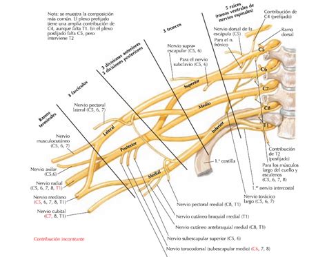 Anatom A Macrosc Pica Plexo Braquial Anatomia Y Fisiologia Hot Sex