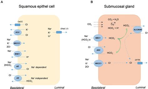 Frontiers Oesophageal Ion Transport Mechanisms And Significance Under