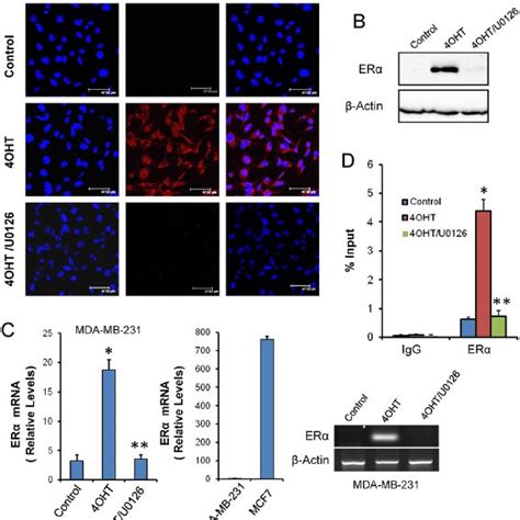 Effects Of 4oht On The Growth Of Mda Mb 231 Cells A Concentration