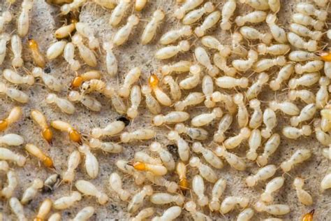 Reasons Why Termites Come Out At Night How To Stop Them Pest Pointers