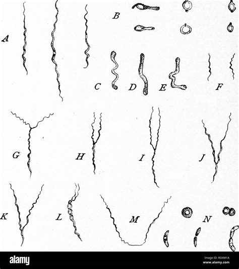 Bacteria Treponema Pallidum Imágenes de stock en blanco y negro - Alamy