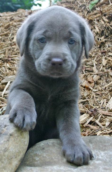 Cute Chocolate Lab Puppies With Blue Eyes Silver Lab Puppies Lab