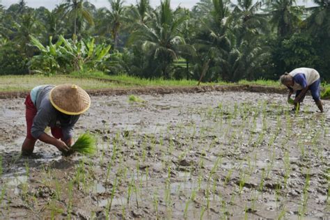 Belum Sesuai Permintaan Petani Badan Pangan Nasional Tetapkan HPP