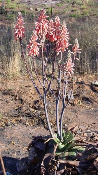 Aloe Greatheadii Davyana 2lt Cnd Nursery